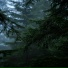 Cozy Forest Rain