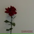 zarazee