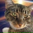 Rouje The Cat feat. Barrett Staples