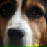 Oscar Lesage
