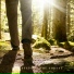 Footsteps in the Forest
