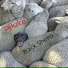 ojluke