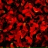 Red Carmesim