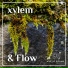 Xylem