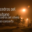 Cedros Del Libano