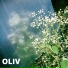 OLIV