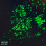 yung hustle, EVA egoza, FISSA.A, PIDR.SKIN, STEPA