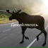 Voronsow