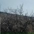 Zenidew