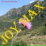 Joy Max