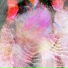 Wild Arrows