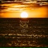 Loneward