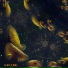 Dex-H