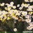 NAKATANI