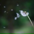 White Snow