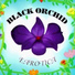 Black Orchid feat. Jay Fruet & David Caron
