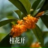 张远