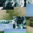 Ignez
