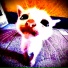 Sqwr