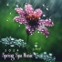 Spring Awakening