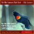 Mike Sammes, The Mike Sammes Male Choir