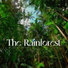 Rainforest Sounds
