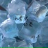 可可不念