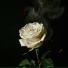 sonaria