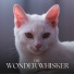 Music for Relaxing Cats