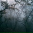 Forest Soundscapes, Zen Meditate, Spa Relaxation