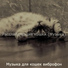 Музыка для кошек виброфон