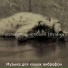 Музыка для кошек виброфон