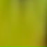 Parrota