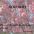 The Pro Arte Quartet, Artur Schnabel
