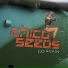 Chico Seeds