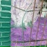 Vitró