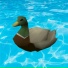 Sunday Morning Duck Drive