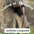 Amiltinho Compositor