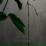 Nature Noise Monsoon Rains