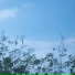 夏小桃