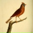 Birds Of The West, Monomo