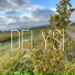 Delysi