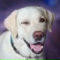 Karl Carling, Nala