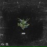 Various Artists