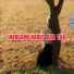 Deni Febrian