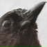 familypet, fish narc