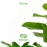 CAlinie