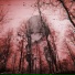 Dying Spring