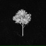 Tree, Oak Wood, The Bonsai