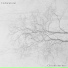Cedarstone